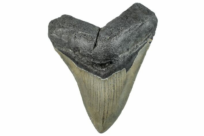 Serrated, Fossil Megalodon Tooth - North Carolina #295170